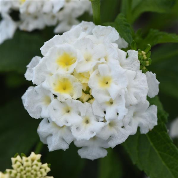 Shamrock™ White Lantana - Bloom