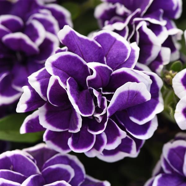 Frosted Sapphire Petunia - Bloom