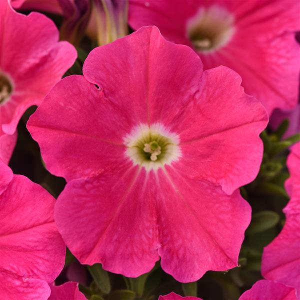 SureShot™ Hot Pink Petunia - Bloom