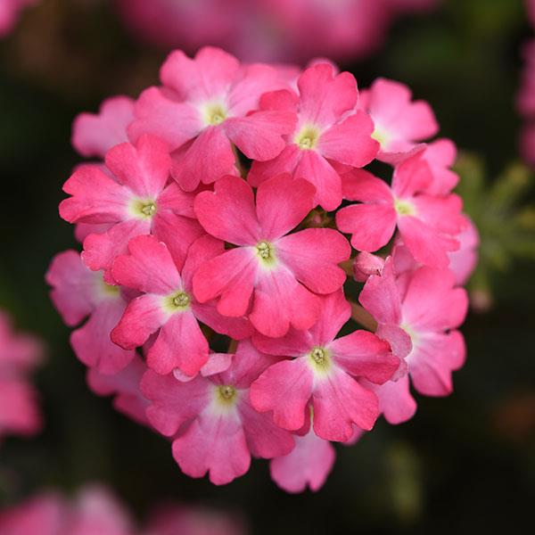 Firehouse™ Pink Verbena - Bloom