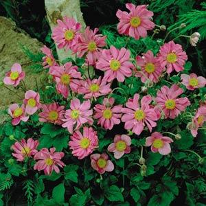 Anemone hupehensis Prinz Heinrich - Garden