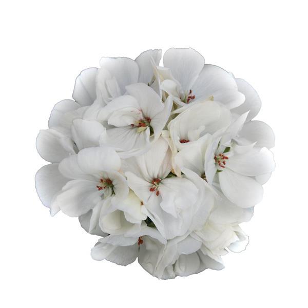 Galaxy™ White Zonal Geranium - Bloom