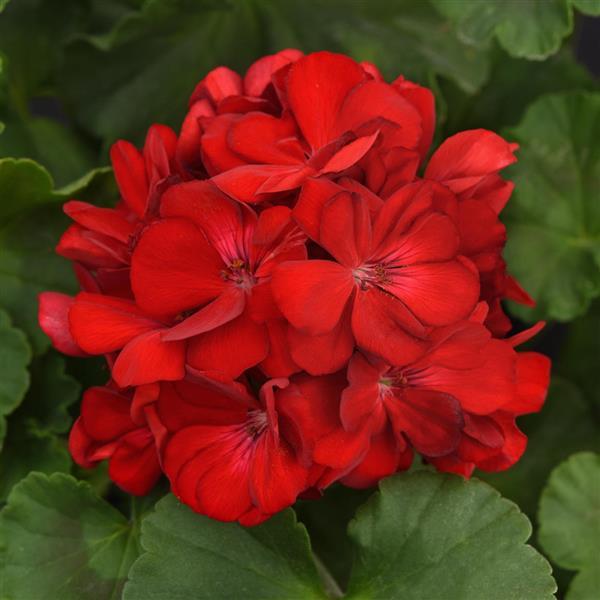 Galaxy™ Dark Red Zonal Geranium - Bloom