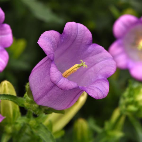 Campana Lilac Campanula - Bloom