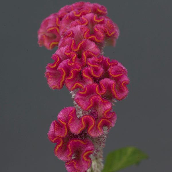Neo™ Pink Celosia - Bloom