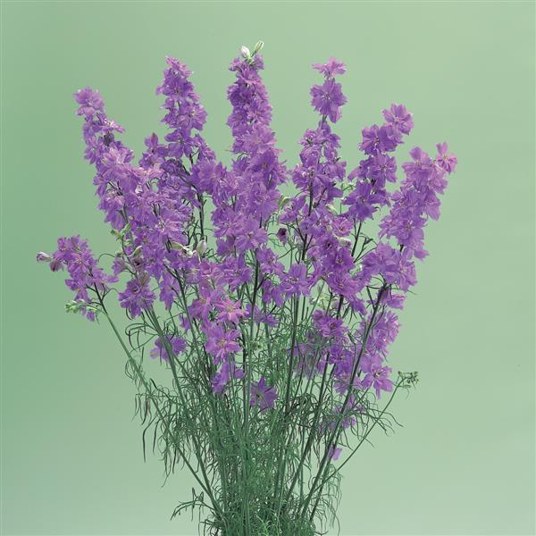 Cannes Lilac Larkspur - Bloom