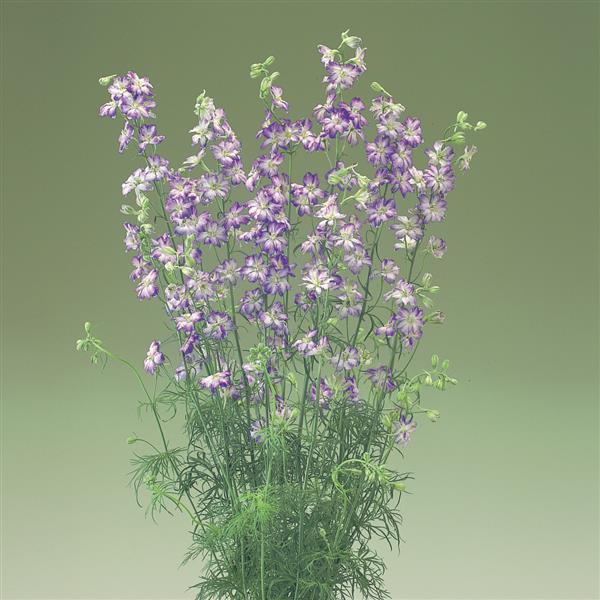 Cannes Purple Picotee Larkspur - Bloom