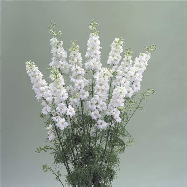 Cannes White Larkspur - Bloom