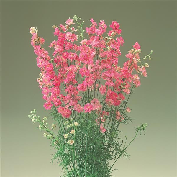 Cannes Rose Stripe Larkspur - Bloom