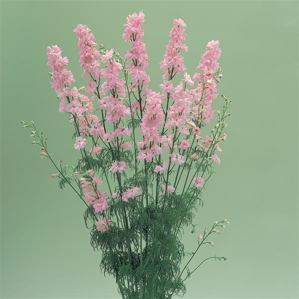 Cannes Crystal Pink Larkspur - Bloom