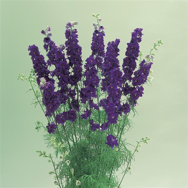 Cannes Deep Blue Larkspur - Bloom