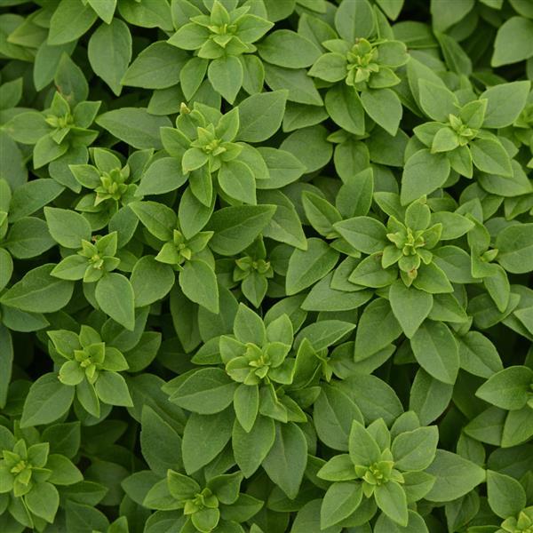 Bonsai Basil - Bloom