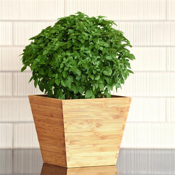 Bonsai Basil - Container