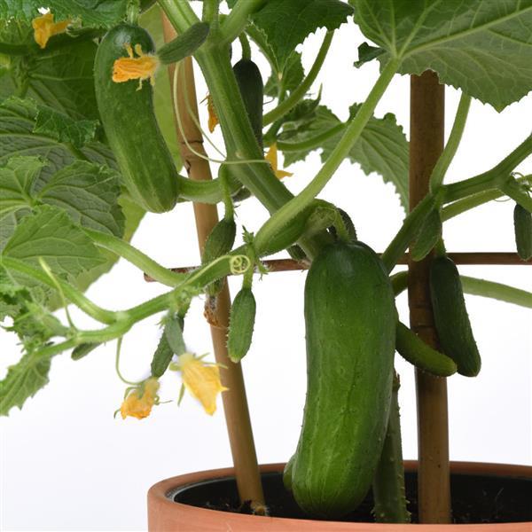 Quick Snack Edible Potted Cucumber - Bloom