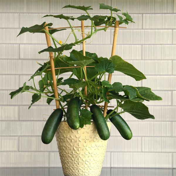 Quick Snack Edible Potted Cucumber - Container