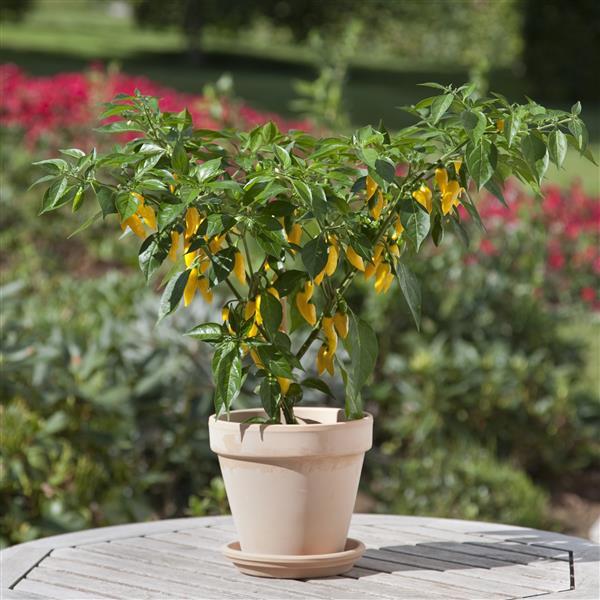 Hot Lemon Zest Edible Potted Pepper - Container