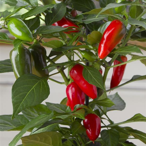 Tamale Edible Potted Pepper - Bloom