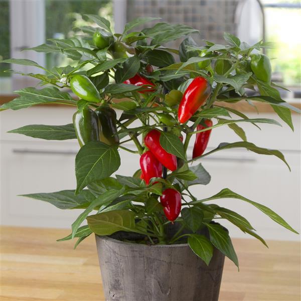 Tamale Edible Potted Pepper - Container