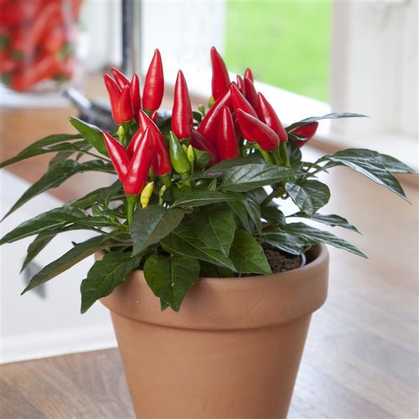 Taquito Edible Potted Pepper - Container