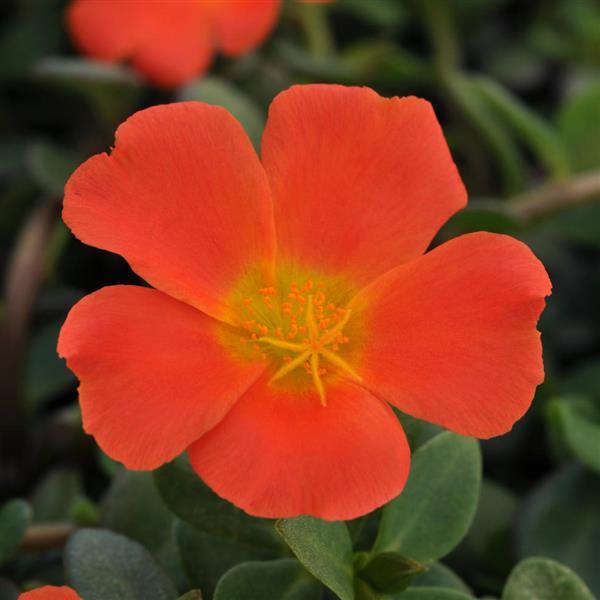 PortoGrande™ Orange Portulaca - Bloom