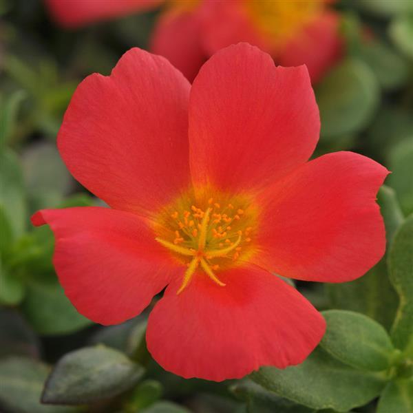PortoGrande™ Scarlet Portulaca - Bloom
