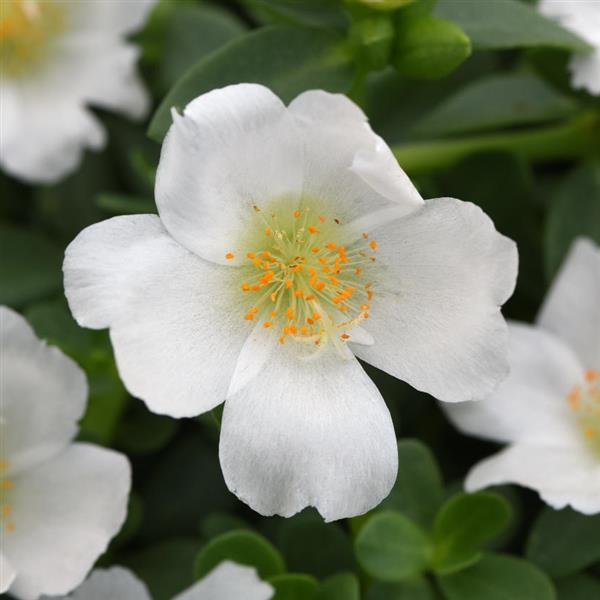 PortoGrande™ White Portulaca - Bloom