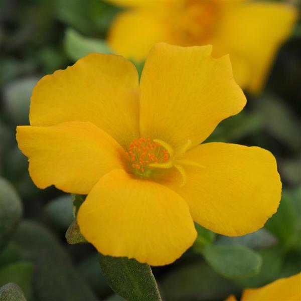 PortoGrande™ Yellow Portulaca - Bloom