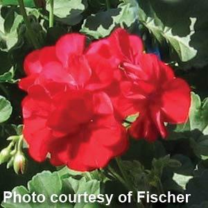 Calliope Dark Red Interspecific Geranium - Bloom