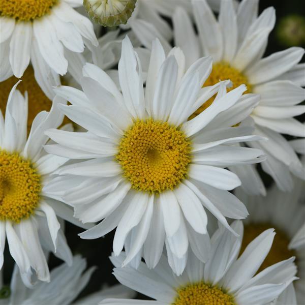 Leucanthemum x superbum Whitecap - Bloom