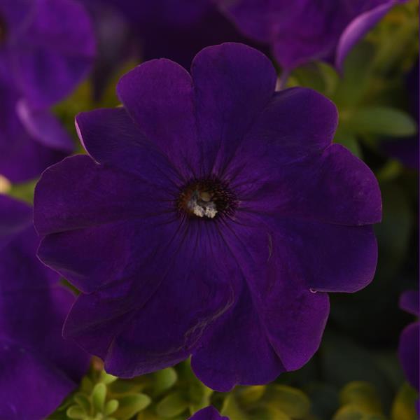 Mirage™ Blue Petunia - Bloom