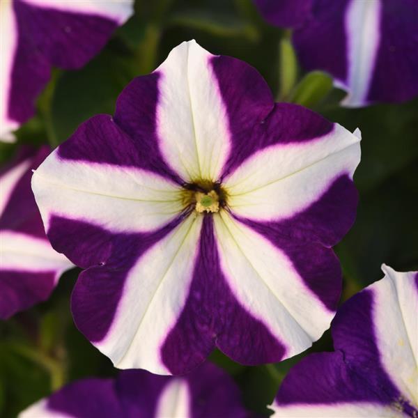 Mirage™ Blue Star Petunia - Bloom