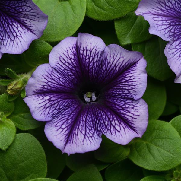Mirage™ Blue Vein Petunia - Bloom