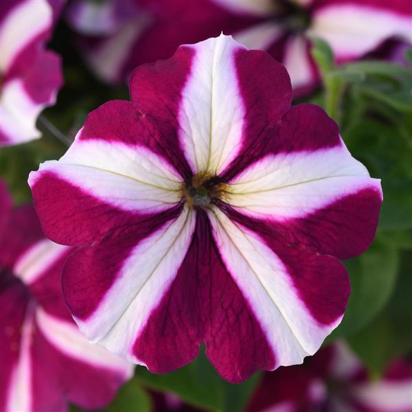 Mirage™ Burgundy Star Petunia - Bloom