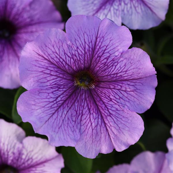 Mirage™ Lavender Petunia - Bloom