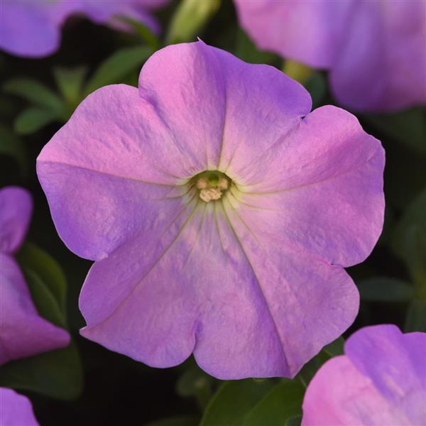 Mirage™ Lilac Petunia - Bloom