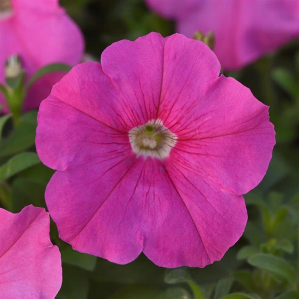 Mirage™ Pink Petunia - Bloom