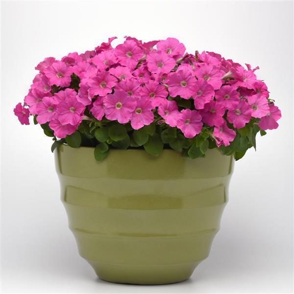 Mirage™ Pink Petunia - Container