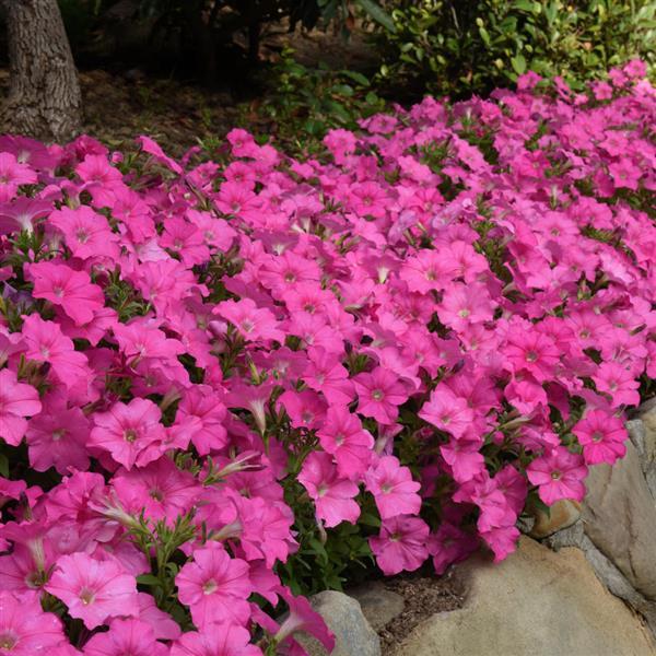Mirage™ Pink Petunia - Landscape