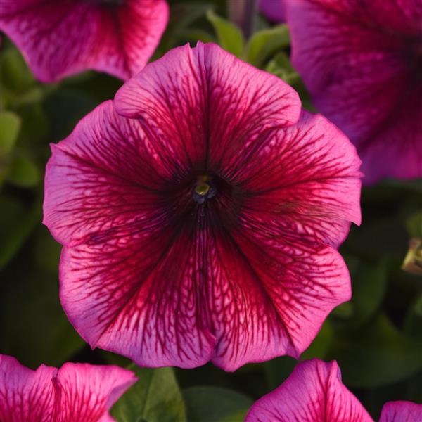 Mirage™ Plum Petunia - Bloom
