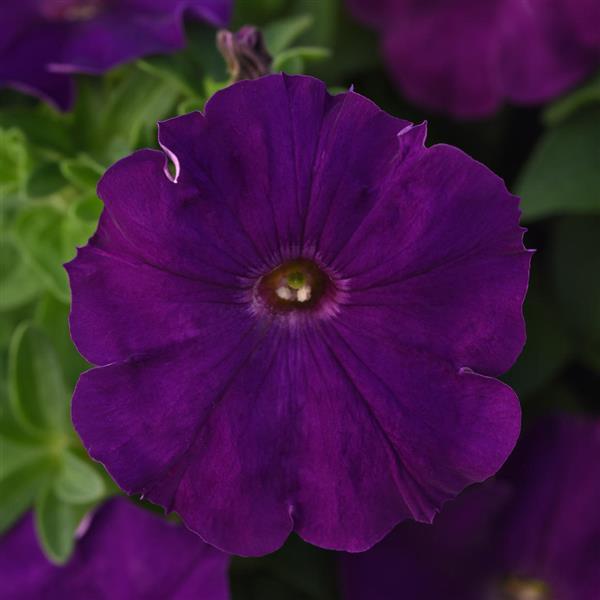 Mirage™ Purple Petunia - Bloom
