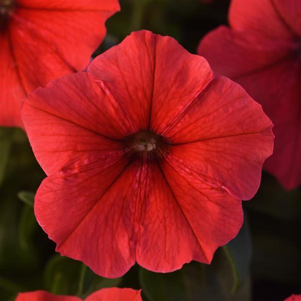 Mirage™ Red Petunia - Bloom