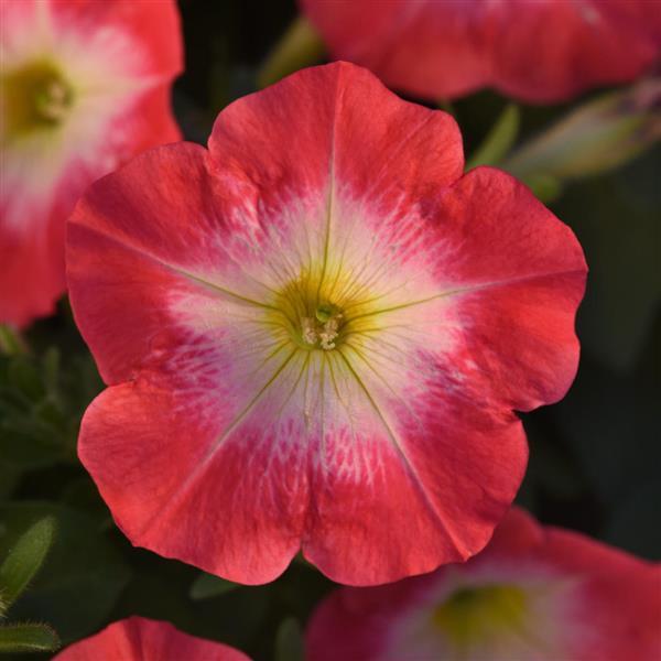 Mirage™ Red Morn Petunia - Bloom