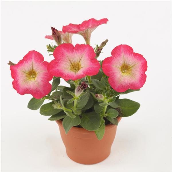 Mirage™ Red Morn Petunia - Container