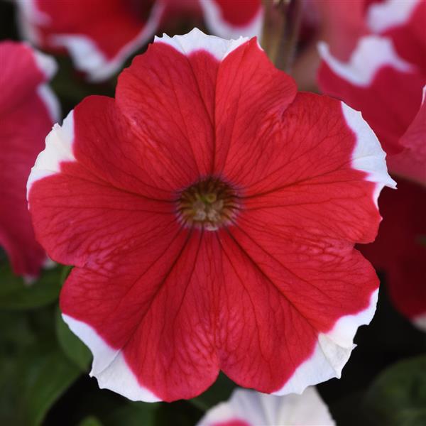 Mirage™ Red Picotee Petunia - Bloom