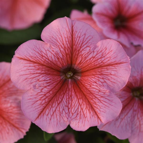 Mirage™ Spring Petunia - Bloom
