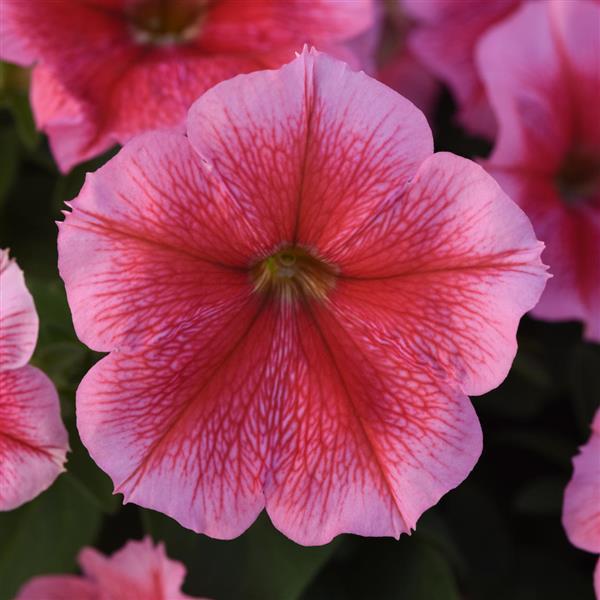 Mirage™ Summer Petunia - Bloom
