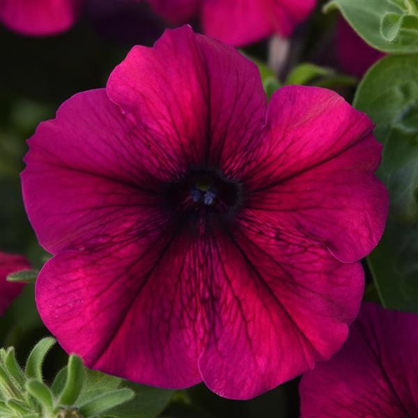 Mirage™ Velvet Petunia - Bloom