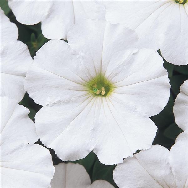 Mirage™ White Petunia - Bloom