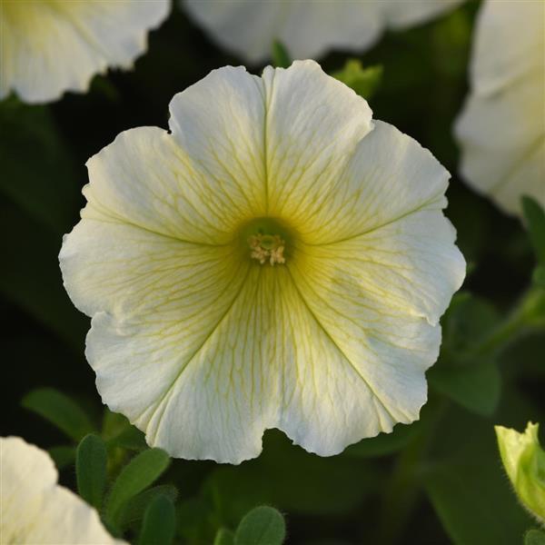 Mirage™ Yellow Petunia - Bloom
