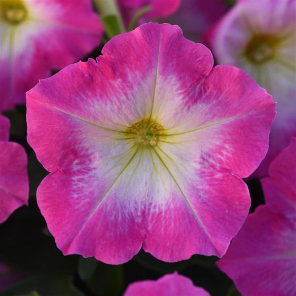 Mirage™ Rose Morn Petunia - Bloom